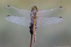 Gemeine 