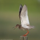 Rotschenkel 
