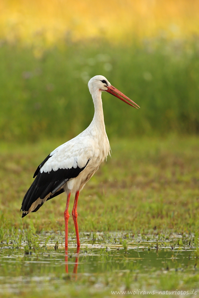 weissstorch