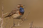 Blaukehlchen 