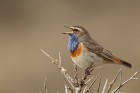 Blaukehlchen 