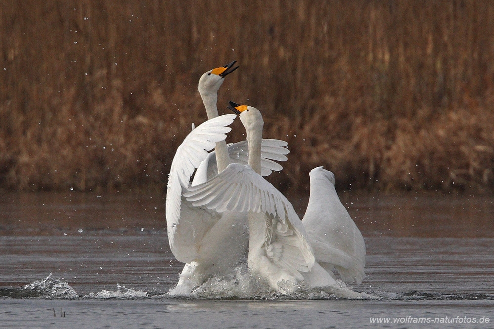 singschwan3