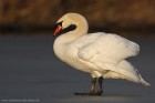 Hckerschwan 