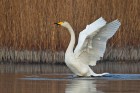 singschwan