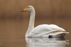 singschwan2