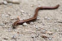 Blindschleiche