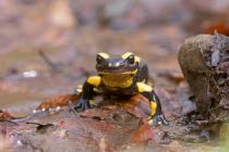 Feuersalamander