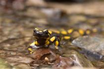Feuersalamander