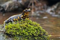 Feuersalamander