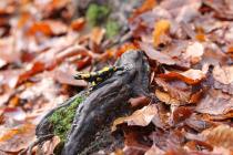 Feuersalamander