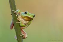 Mittelmeer-Laubfrosch