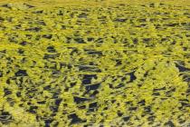 Algen Entengruetze / f13.0 / 1/320 sek / 135.0 mm / ISO 1000