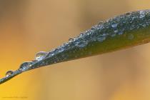 Tropfen auf Blatt. / f11.0 / 1/800 sek / 400.0 mm / ISO 1000