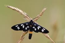 Wei�fleckwidderchen