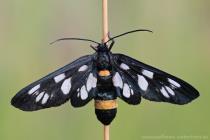 Wei�fleckwidderchen