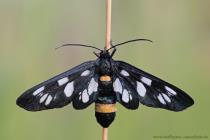 Wei�fleckwidderchen