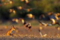 Rotfuchs (Vulpes vulpes) / f5.6 / 1/800 sek / 840.0 mm / ISO 800