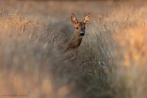 Reh (Capreolus capreolus) / f5.6 / 1/320 sek / 840.0 mm / ISO 500