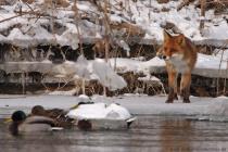 Fuchs