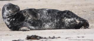 Kegelrobbe