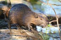 Nutria