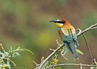Bienenfresser