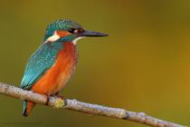 Eisvogel