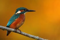 Eisvogel