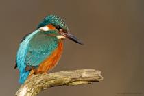 Eisvogel