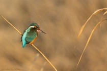 Eisvogel