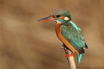 Eisvogel