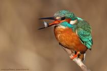 Eisvogel