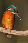 Eisvogel