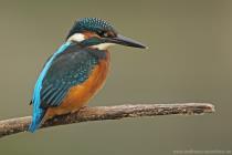 Eisvogel