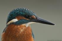 Eisvogel
