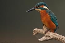 Eisvogel