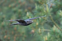 Nachtschwalbe