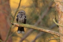 Nachtschwalbe