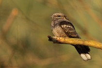 Nachtschwalbe