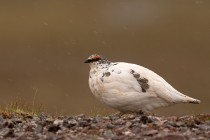 Alpenschneehuhn