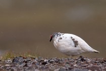 Alpenschneehuhn