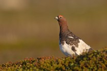 Moorschneehuhn