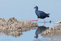Purpurhuhn