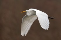 Silberreiher