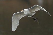 Silberreiher