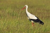 Storch