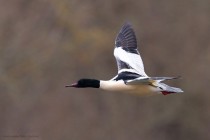 Gaensesaeger