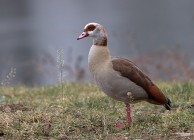 Nilgans