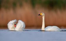 Singschwan