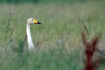 Singschwan